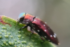 Diphucrania