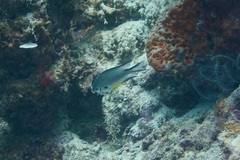 Amblyglyphidodon leucogaster