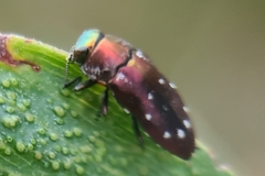 Diphucrania