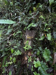 Blechnum appendiculatum