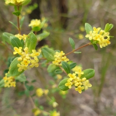 Pimelea flava