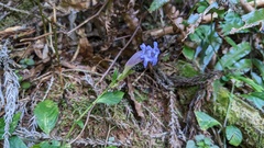 Strobilanthes pentastemonoides
