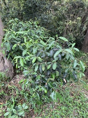 Rhodomyrtus psidioides