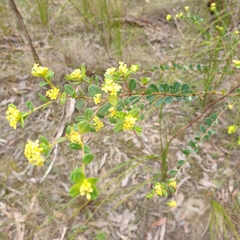 Pimelea flava