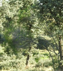 Phillyrea angustifolia