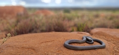 Pseudechis australis