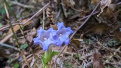 Strobilanthes pentastemonoides