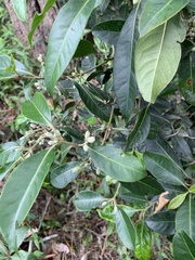 Rhodomyrtus psidioides