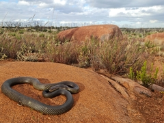 Pseudechis australis