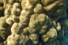 Porites