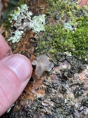Tremella fuciformis