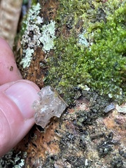 Tremella fuciformis