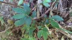 Elatostema parvum