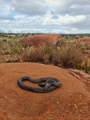 Pseudechis australis