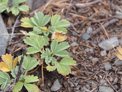 Potentilla acaulis