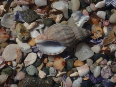 Agnewia tritoniformis