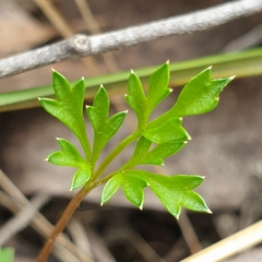 Xanthosia dissecta