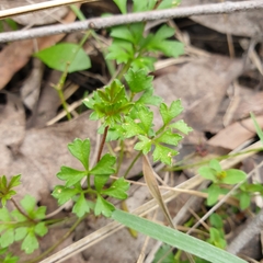 Xanthosia dissecta