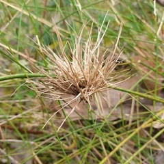Cyperus congestus