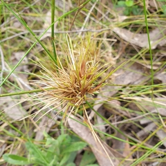 Cyperus congestus