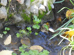 Ranunculus sceleratus