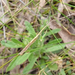 Cyperus congestus