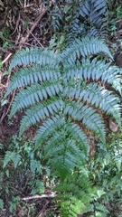 Diplazium laxifrons