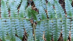 Diplazium laxifrons