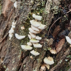 Panellus luxfilamentus