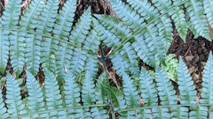 Diplazium laxifrons