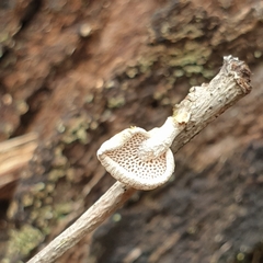 Panellus luxfilamentus