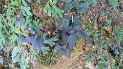 Sarcopyramis napalensis