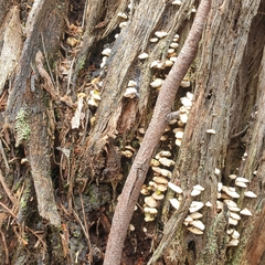 Panellus luxfilamentus