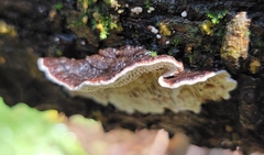 Heterobasidion annosum