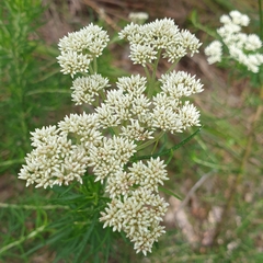 Cassinia aculeata