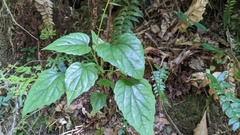 Ainsliaea macroclinidioides