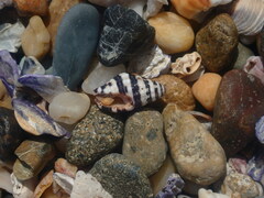 Engina zonalis