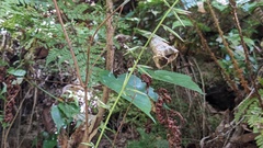 Ainsliaea macroclinidioides