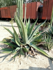 Agave salmiana