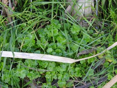 Ranunculus muricatus
