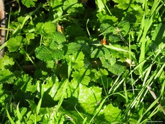 Ranunculus muricatus