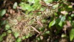 Ainsliaea macroclinidioides