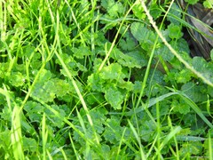 Ranunculus muricatus