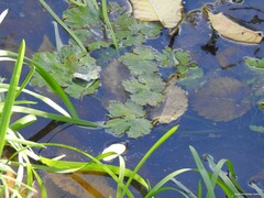 Ranunculus sceleratus