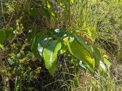 Glochidion ferdinandi