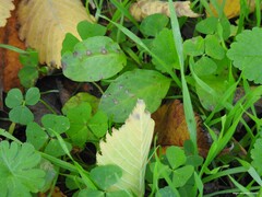 Medicago arabica