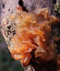 Phaeotremella foliacea