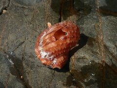 Dulcerana granularis