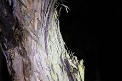 Mokopirirakau granulatus