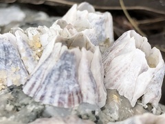 Amphibalanus amphitrite